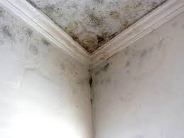  Lake Wylie, SC Mold Removal Pros